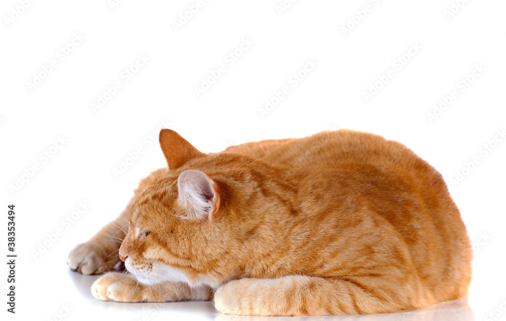 chat roux couché sur fond blanc