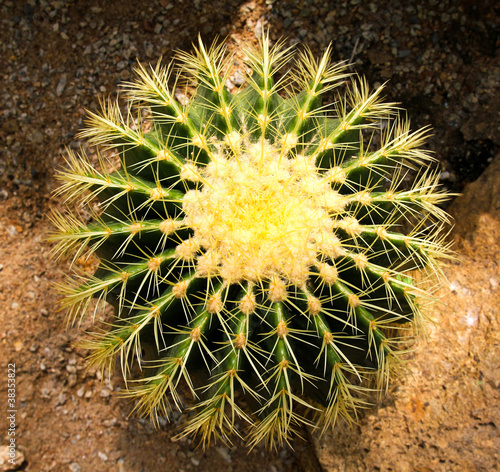 Cactus in Nong Nooch Tropic...