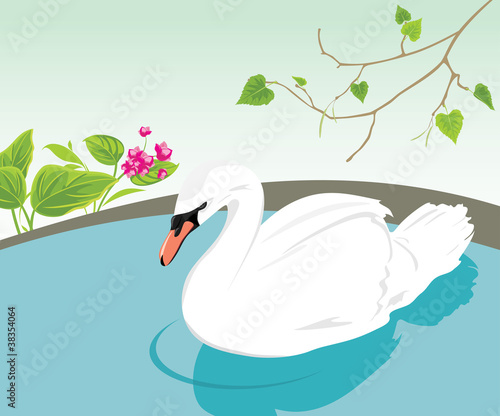 White swan swimming in a pond