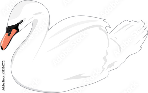 White swan
