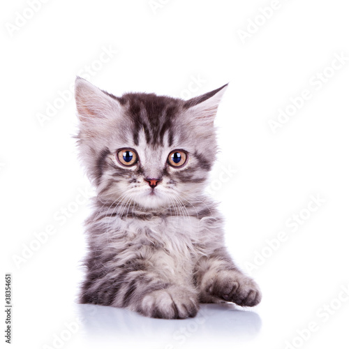 adorable silver tabby cat