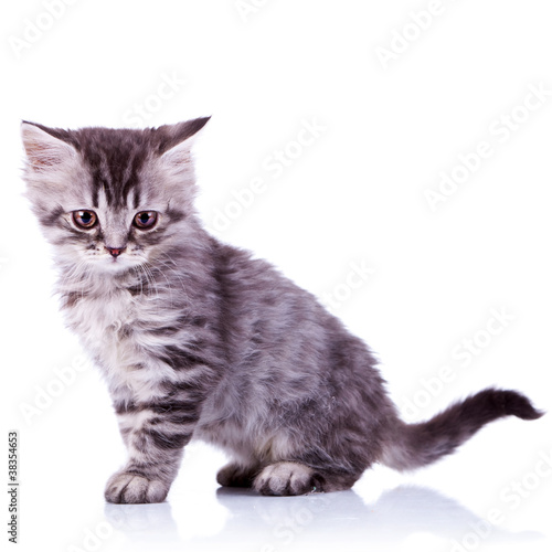 cute silver tabby baby cat
