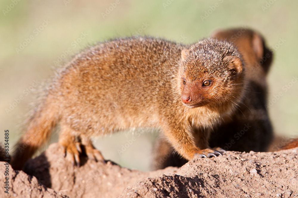 Dwarf mongoose in the Serengeti National Park, Tanzania Dwarf mongoose in the Serengeti National Park, Tanzania