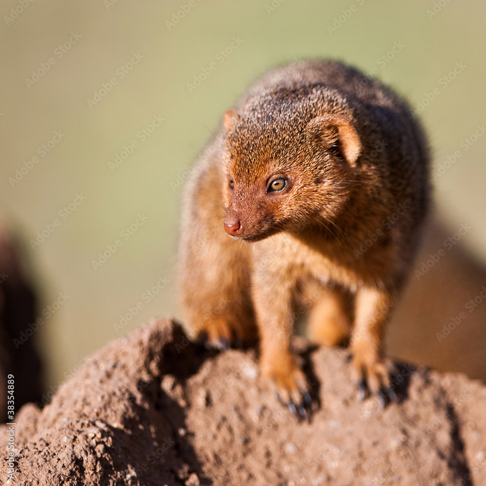 Dwarf mongoose in the Serengeti National Park, Tanzania Dwarf mongoose in the Serengeti National Park, Tanzania