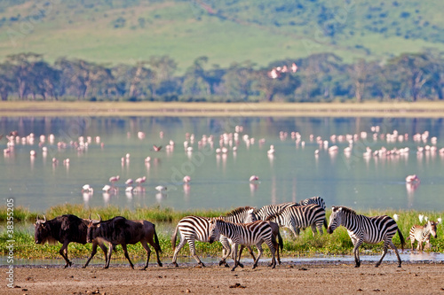 Zebras and wildebeests in the Ngorongoro Crater, Tanzania