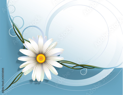 postal with a camomile