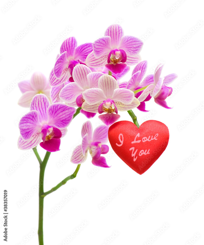 Valentine on a branch of an orchid on a white background Valentine on a branch of an orchid on a white background