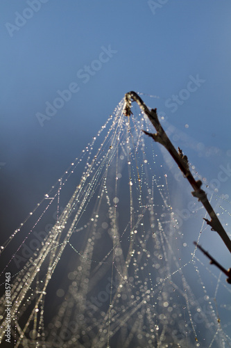 spider web on the morning