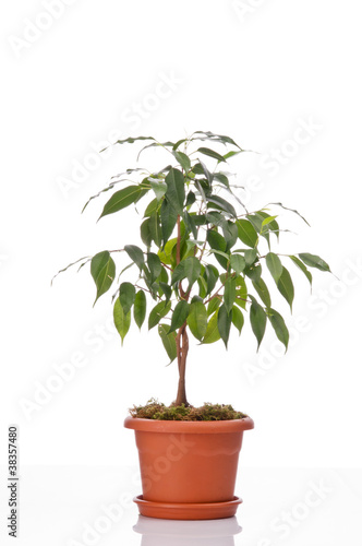Ficus tree in a flower pot