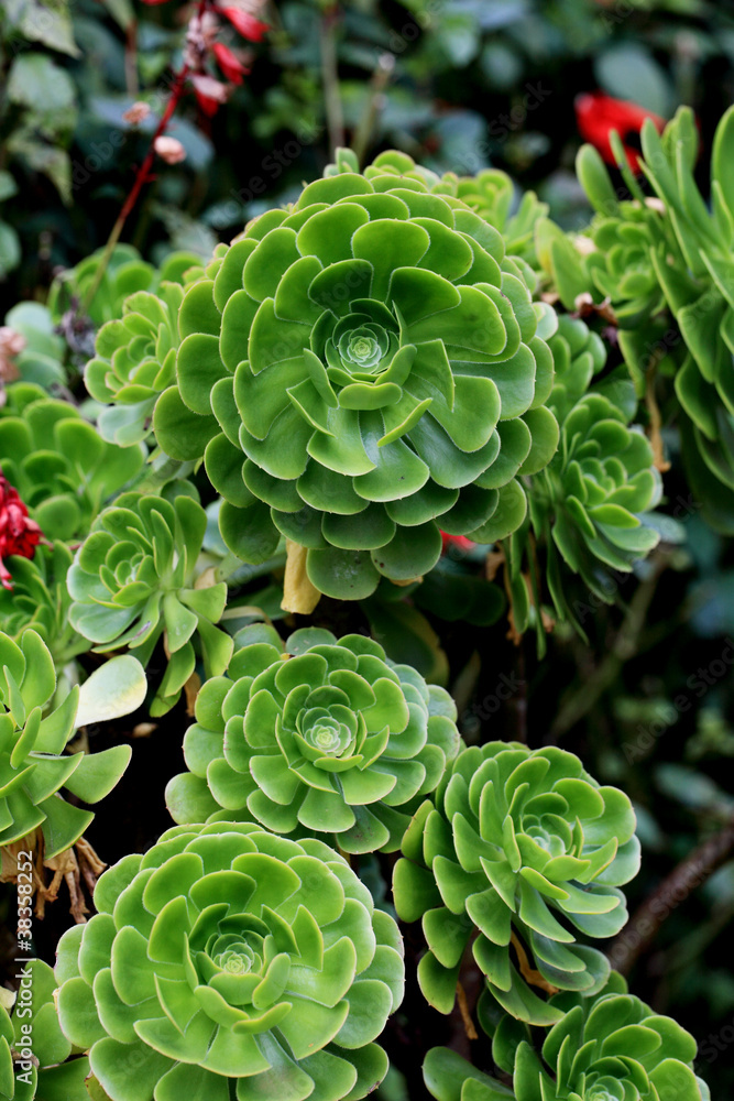 Aenium plant Aenium plant