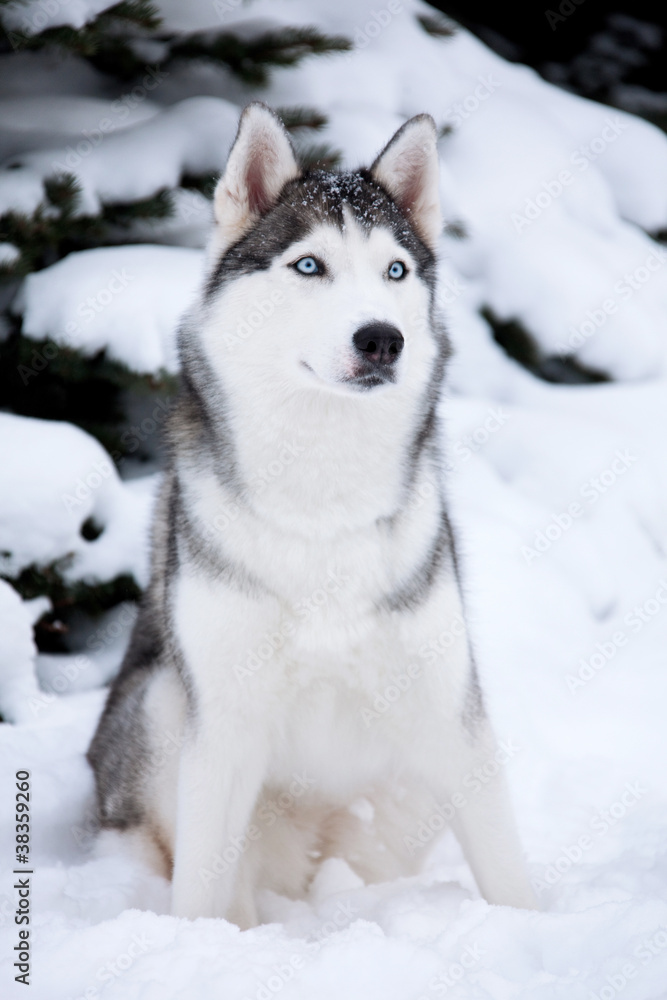 Young Husky