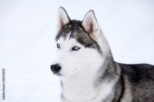 Fototapeta Naklejka Na Ścianę i Meble -  Young Husky