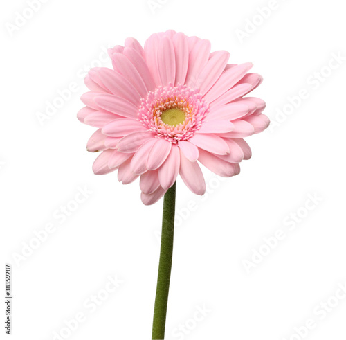single pink gerbera