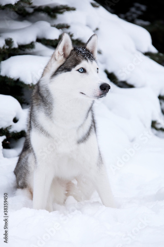 Fototapeta Naklejka Na Ścianę i Meble -  Young Husky