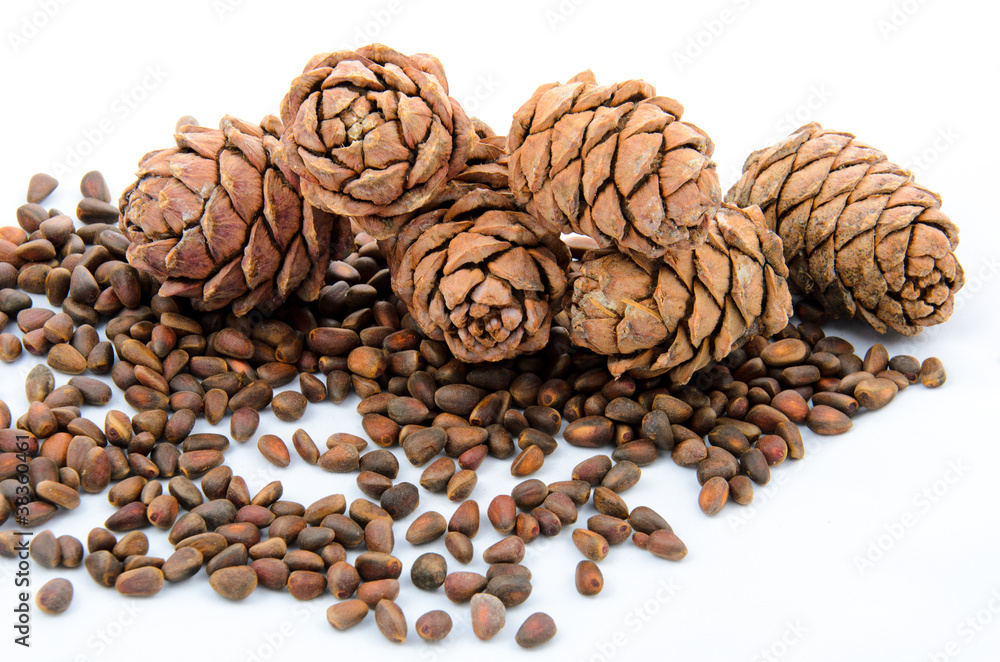 Siberian pine nuts and needles branch on white background Siberian pine nuts and needles branch on white background