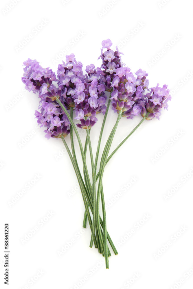 Naklejka premium Lavender Herb Flower Posy