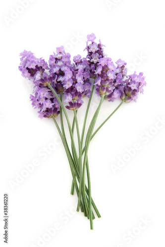 Lavender Herb Flower Posy