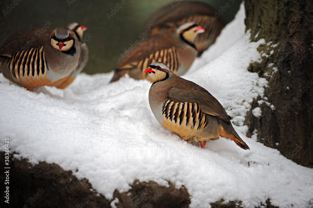 Obraz premium Partridge in winter