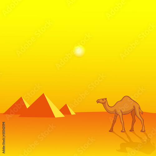 Camel and pyramids