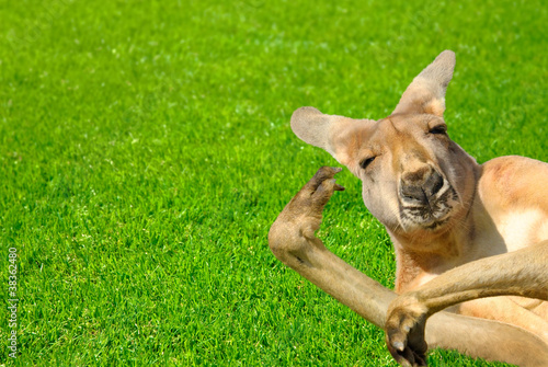 Känguru in amüsanter Pose liegt auf Rasen