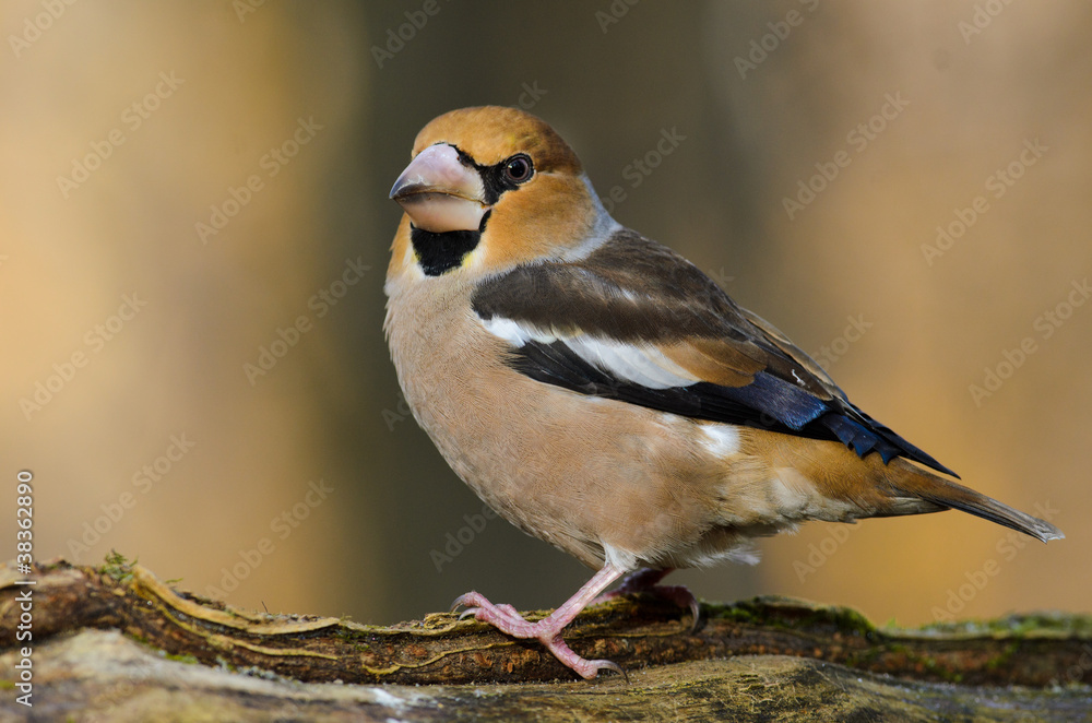 Grosbeak Perched On A Birdfeeder Grosbeak Perched On A Birdfeeder