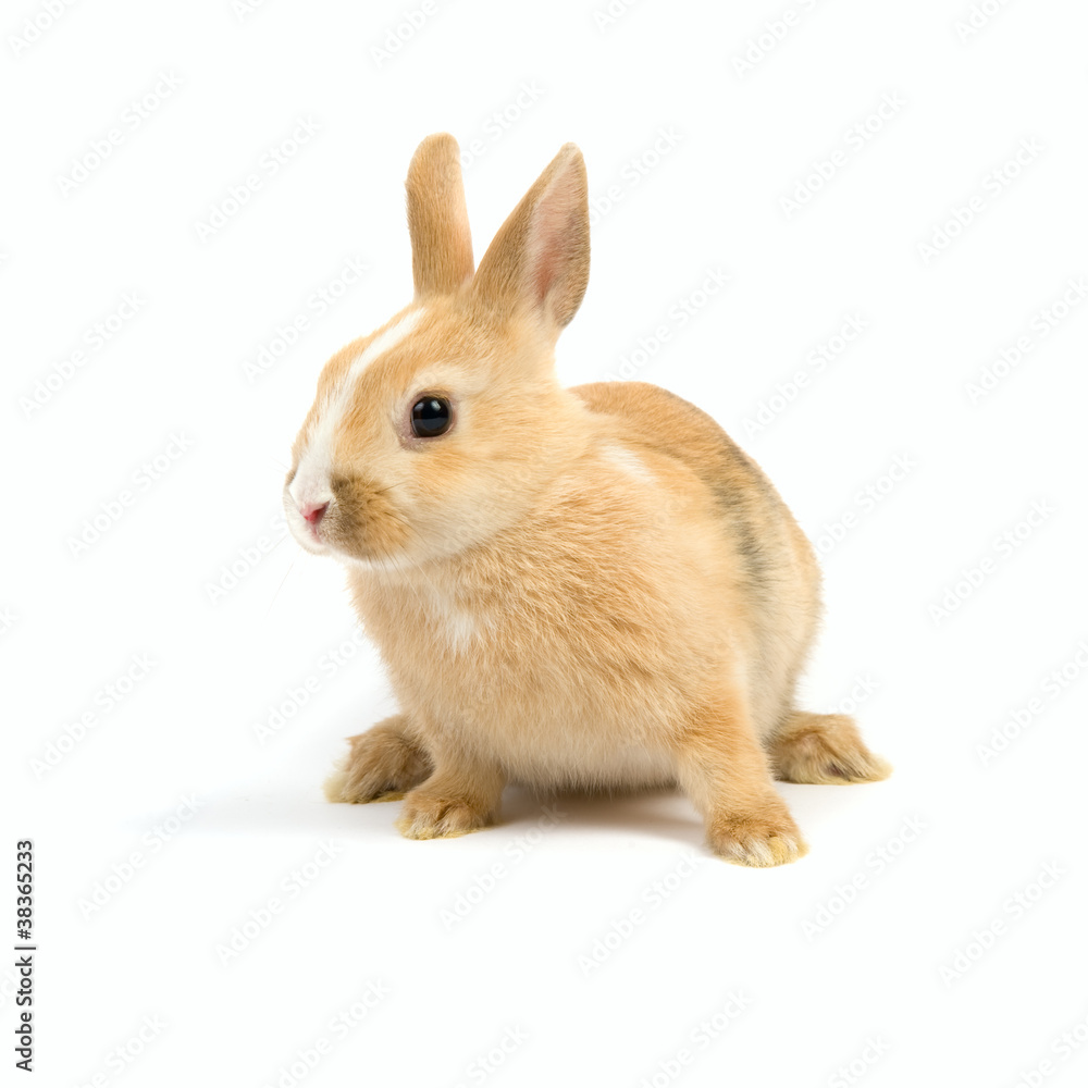 Obraz premium Rabbit