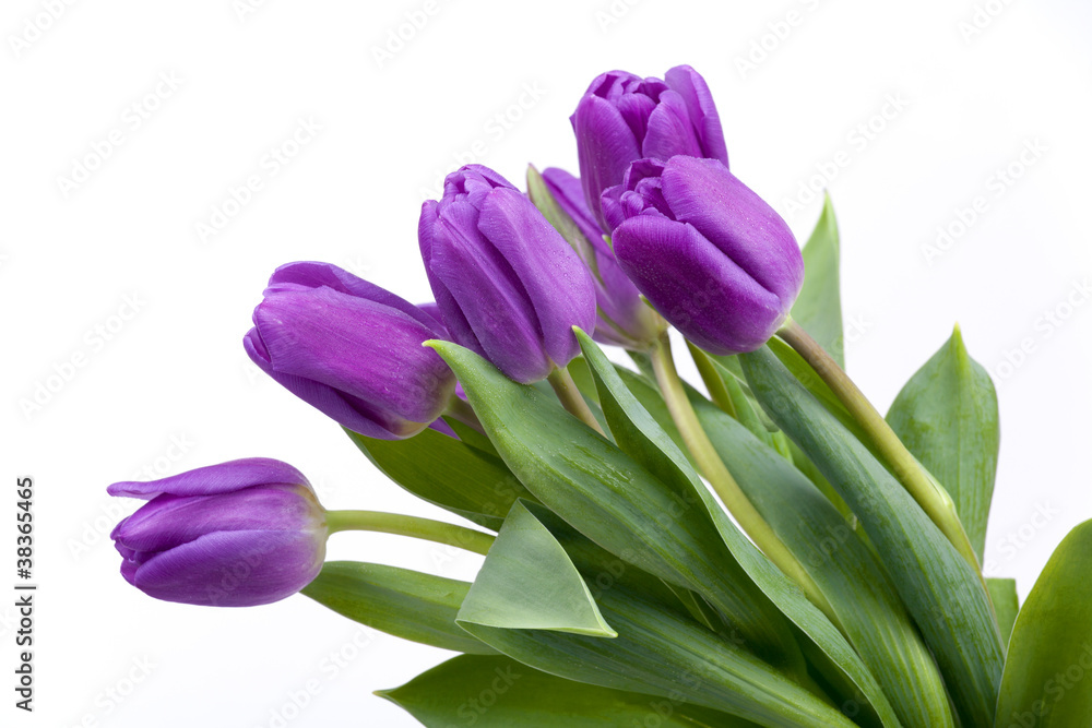 Lila Tulpen auf Weiß Lila Tulpen auf Weiß