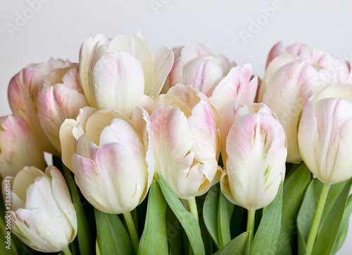 Fototapeta Naklejka Na Ścianę i Meble -  Tulpen mit Tautropfen