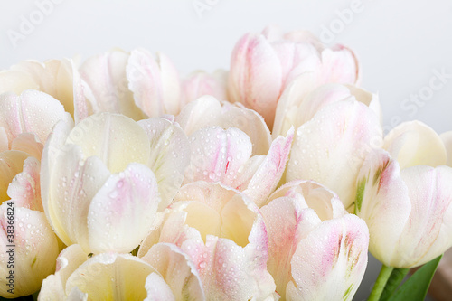 Fototapeta Naklejka Na Ścianę i Meble -  Tulpen mit Tautropfen