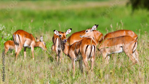 Fototapeta Naklejka Na Ścianę i Meble -  Female impala antelopes, Tarangire National Park, Tanzania