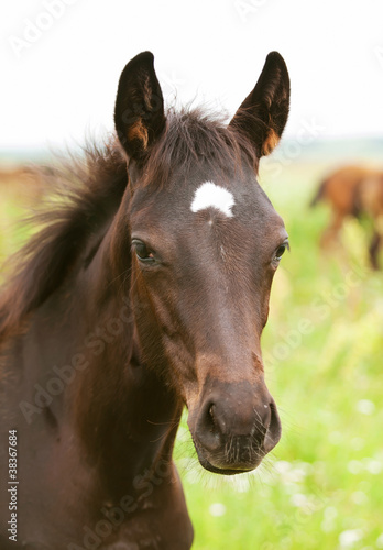 portrait of pretty little dark  foal in field