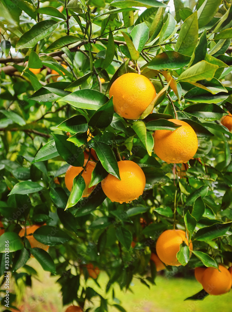 Ripe Oranges on Tree in Florida