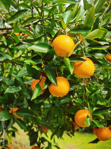 Ripe Oranges on Tree in Florida