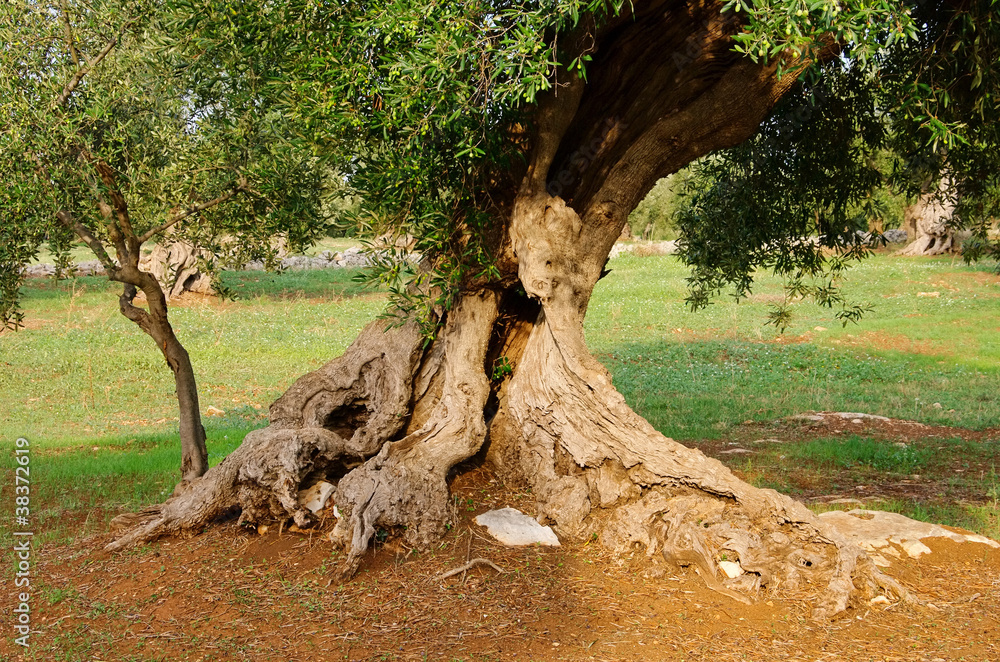 Obraz premium Olivenbaum Stamm - olive tree trunk 17