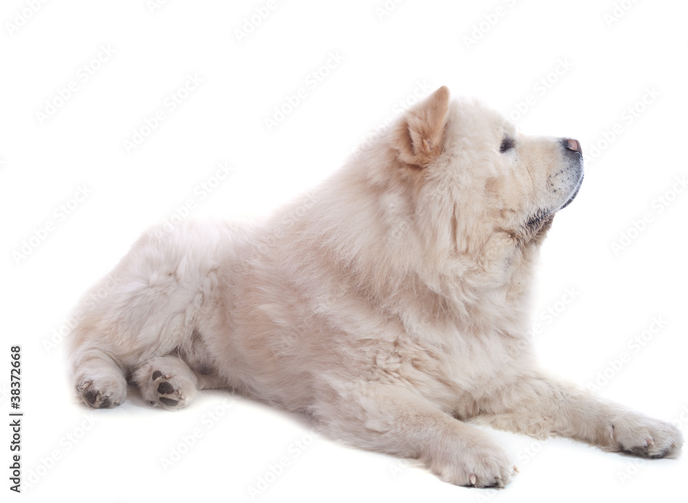 Chow chow blanc couché
