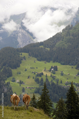 Swiss cows with village of Wengen in background