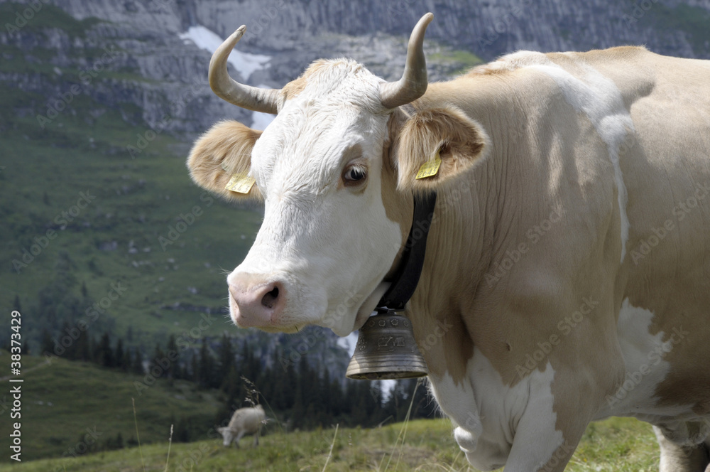 Cow with bell in Bernese Oberland, Switzerland Cow with bell in Bernese Oberland, Switzerland
