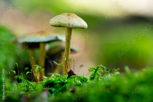 Fungus in autumn