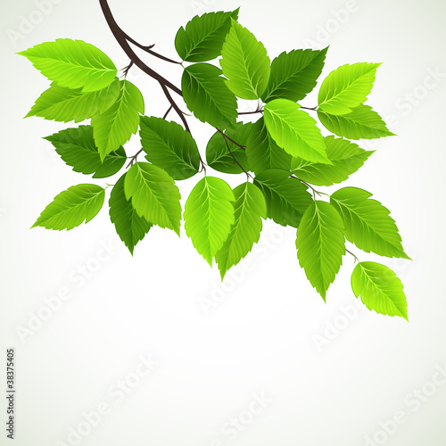 branch with fresh green leaves