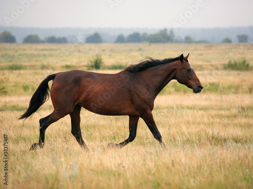 Running chestnut horse in farm © horsemen