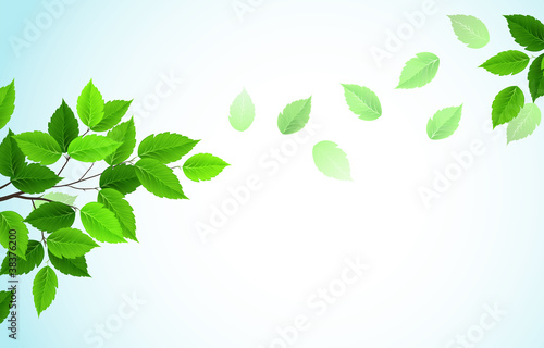 branch with spring green leaves