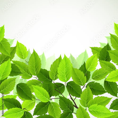 branch with green leaves formed an oval
