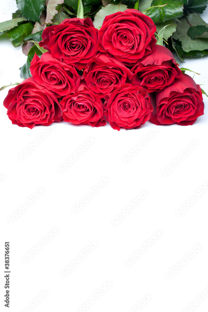 beautiful close-up red rose over white background