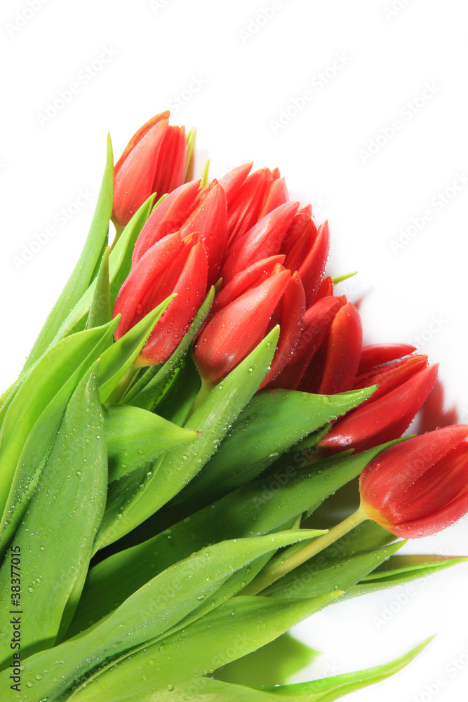 Frischer Strauss Tulpen mit Wassertropfen bedeckt Frischer Strauss Tulpen mit Wassertropfen bedeckt