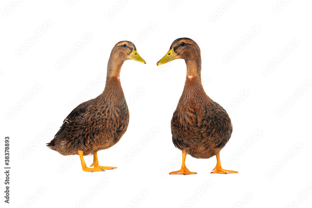 two duck two duck