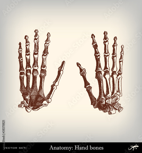 Engraving vintage Hand bones.