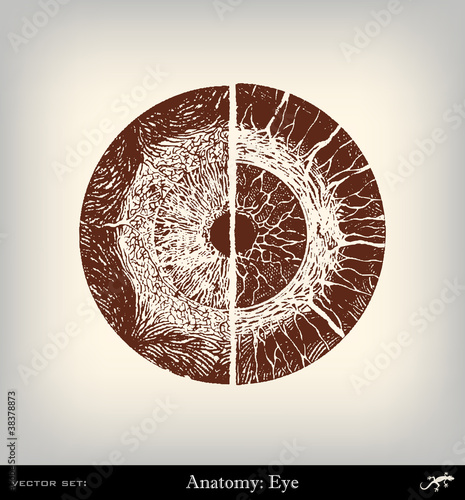 Engraving vintage Eye.