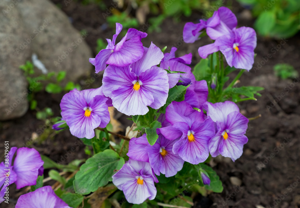 Violas or Pansies Closeup in a Garden Violas or Pansies Closeup in a Garden