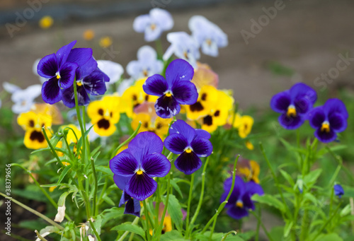 Violas or Pansies Closeup in a Garden