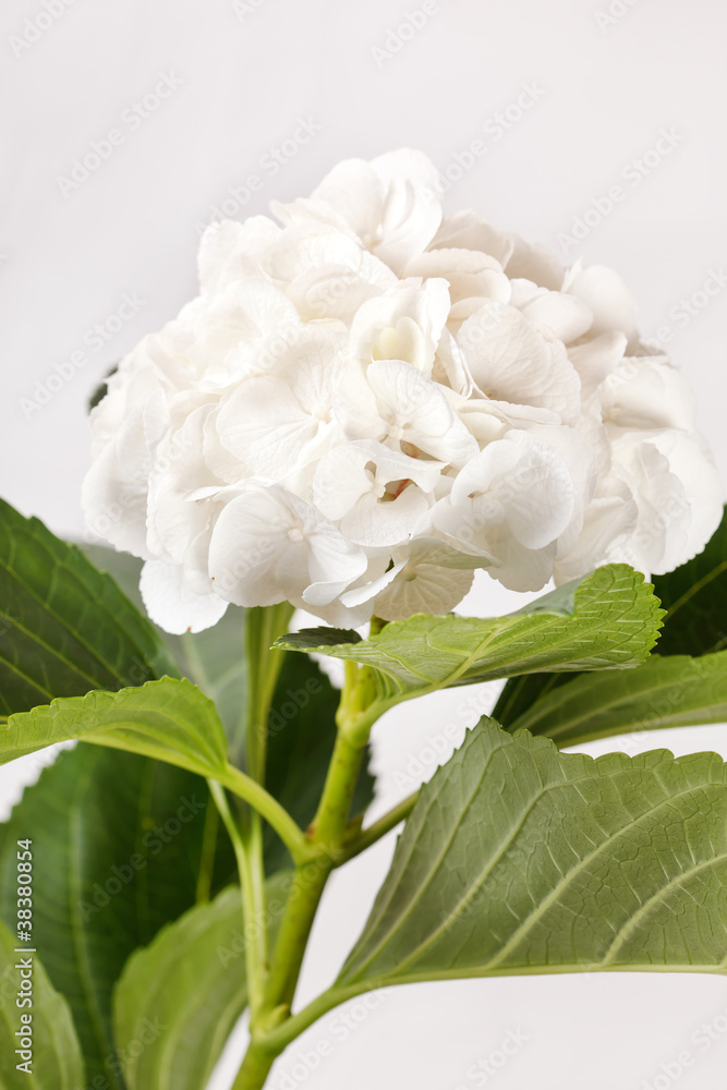 White hydrangea White hydrangea